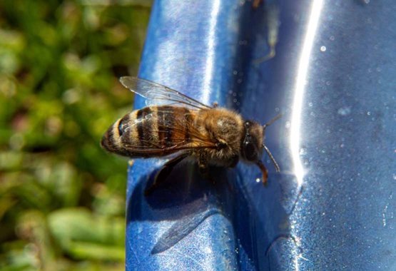 Placez des bols d&#039;eau dans le jardin