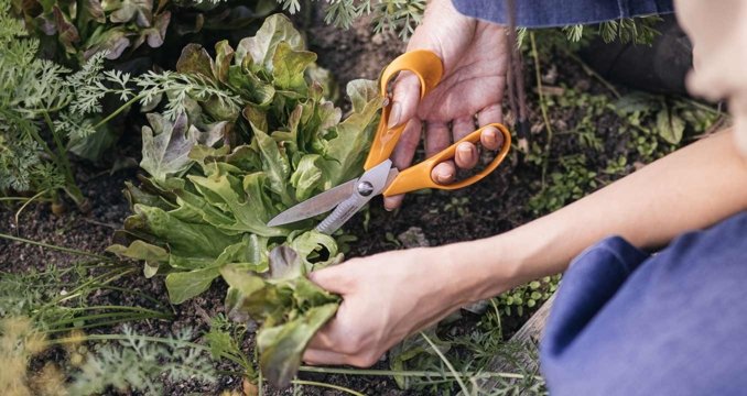 Sécateur Jardinage Sécateur Lames en Acier Inoxydable Ciseaux à Main pour  Plantes, Jardinage, Taille, Outils de Jardin (Orange) 